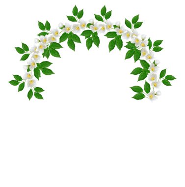 Beyaz Yasemin çiçeği. 