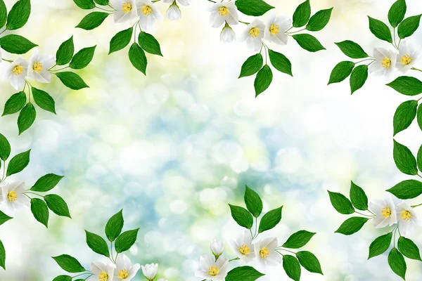 Weißer Jasmin der Zweig zarte Frühlingsblumen — Stockfoto