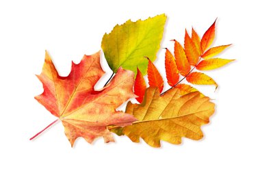 sonbahar yaprakları beyaz arkaplanda izole. 