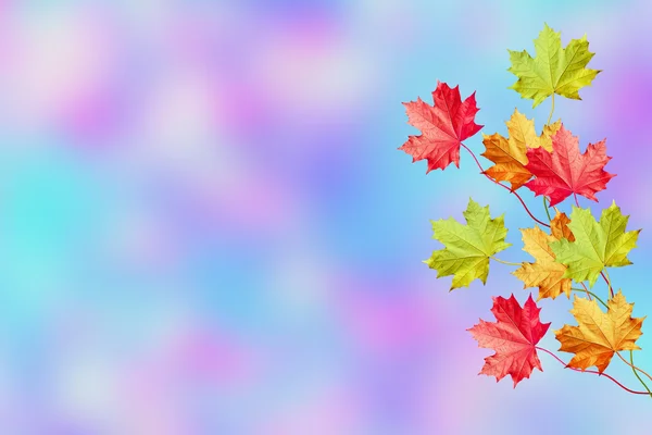 Autumn landscape with bright colorful foliage. Indian summer. — Stock Photo, Image