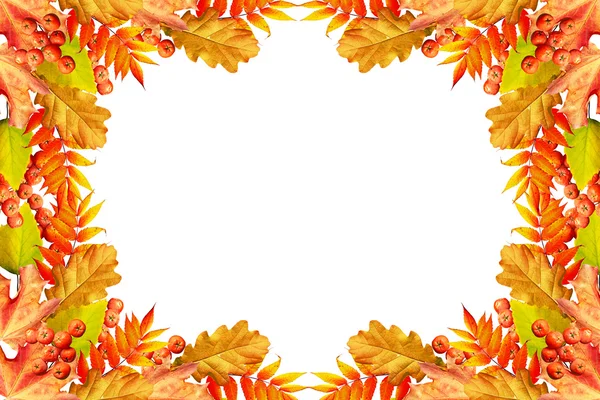 Барвисті осінні листя ізольовані на білому тлі. Індійська сум — стокове фото