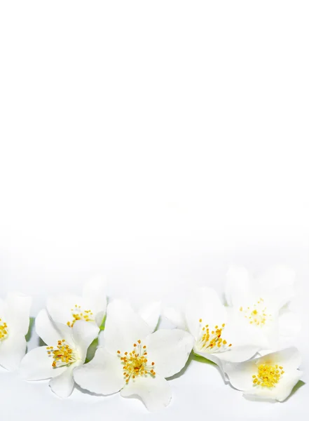 Spring landscape with delicate jasmine flowers. — Stock Photo, Image