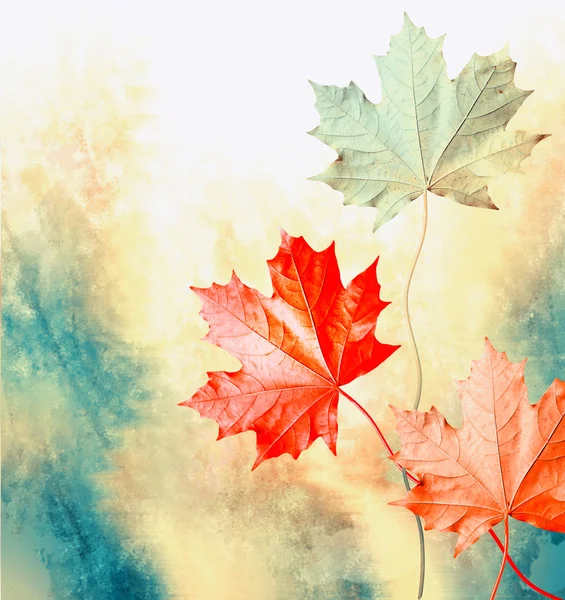 Herfst landschap. Mooie bladeren. Kleurrijke bomen — Stockfoto