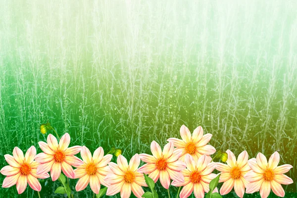 Kolorowe kwiaty Dalii na tle zajmujących lato — Zdjęcie stockowe