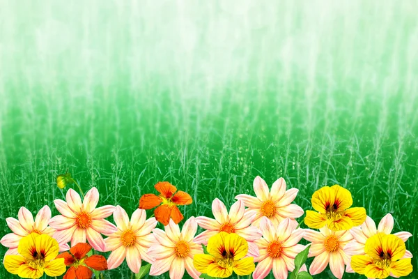 Barevné květy dahlia na pozadí landsca letní — Stock fotografie