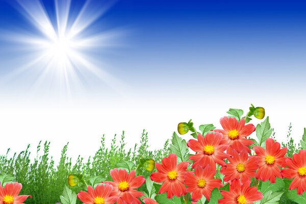 Красочные цветы георгины на фоне летнего пейзажа
