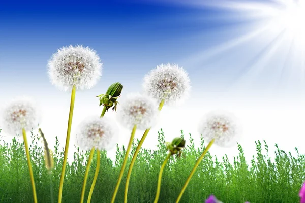 Fluffy dandelion flower against the background of the summer lan — Stock Photo, Image
