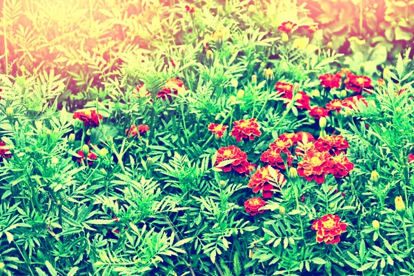 色彩鲜艳的花朵万寿菊 s 背景 — 图库照片