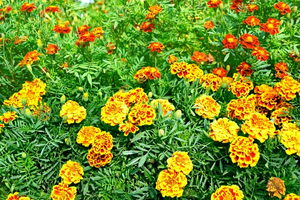 Colorful bright flowers marigold against the background of the s — Stock Photo, Image