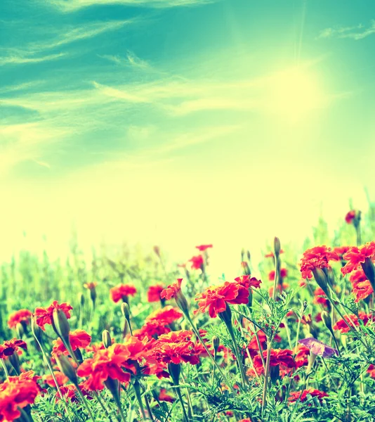 Colorati fiori luminosi calendula sullo sfondo della s — Foto Stock