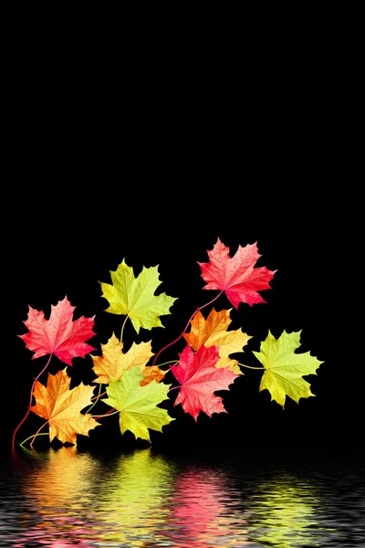 Herfst bladeren geïsoleerd op zwarte achtergrond. — Stockfoto