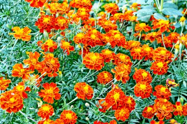 S arka planı renkli parlak çiçek kadife çiçeği