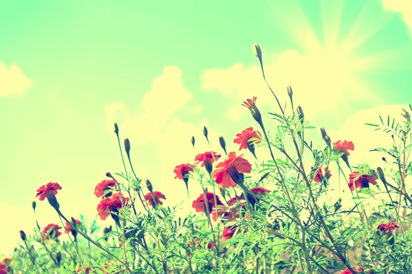 Kleurrijke heldere bloemen Goudsbloem tegen de achtergrond van de s — Stockfoto