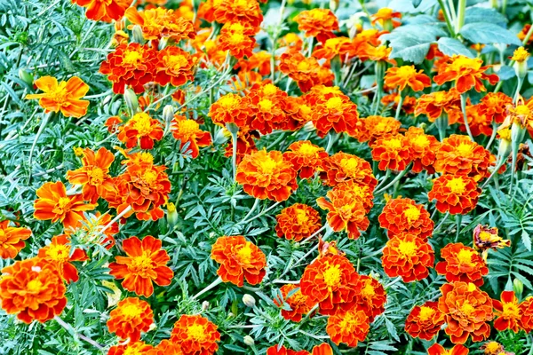 Colorful bright flowers marigold against the background of the s — Stock Photo, Image