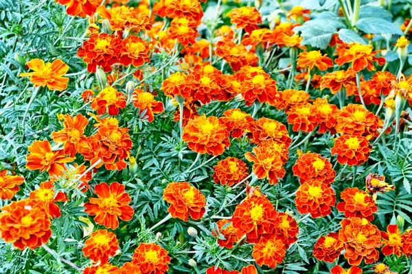 Kleurrijke heldere bloemen Goudsbloem tegen de achtergrond van de s — Stockfoto