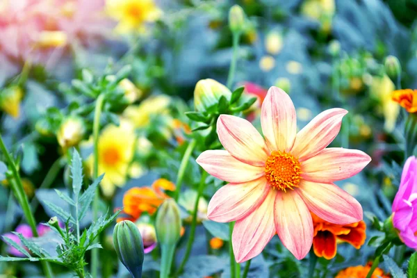 Fleurs colorées dahlia sur le fond du paysage d'été — Photo