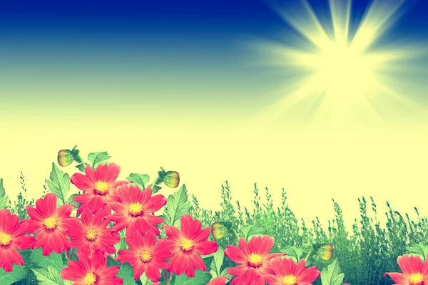 七彩花朵大丽花夏天景观的背景 — 图库照片
