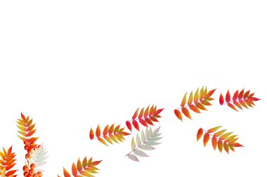 Beyaz arka plan üzerinde izole renkli sonbahar yaprakları. Hint toplamı