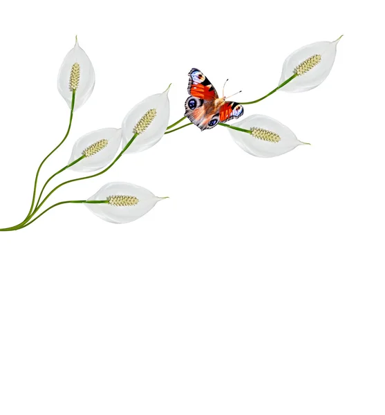 Blume spathiphyllum isoliert auf weißem Hintergrund. — Stockfoto