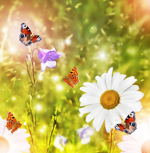 White daisy flowers on the background of the summer landscape. B