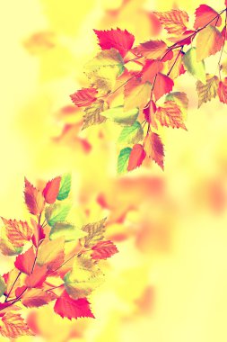 sonbahar manzara parlak renkli yeşillik ile. Pastırma yazı.