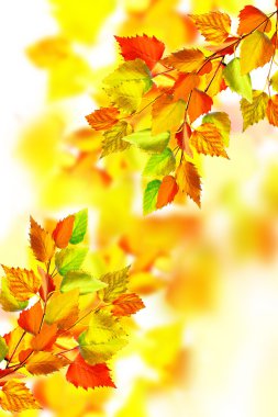 sonbahar manzara parlak renkli yeşillik ile. Pastırma yazı.