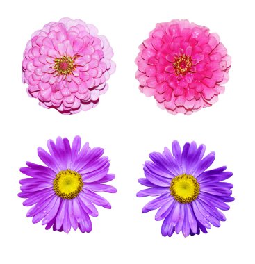 Beyaz arka plan üzerinde izole renkli parlak çiçek