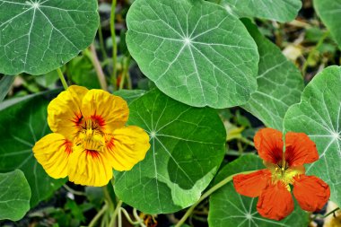 bir arka plan yaz landsc renkli parlak nasturtium çiçekler