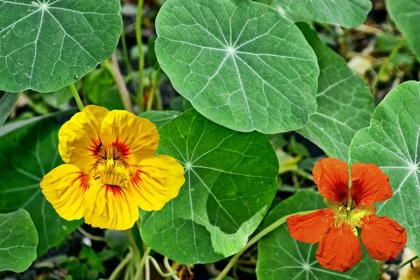 Bir arka plan yaz landsc renkli parlak nasturtium çiçekler — Stok fotoğraf