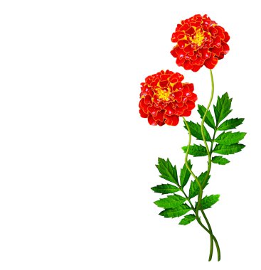 parlak renkli çiçek marigolds izole beyaz arka plan üzerinde