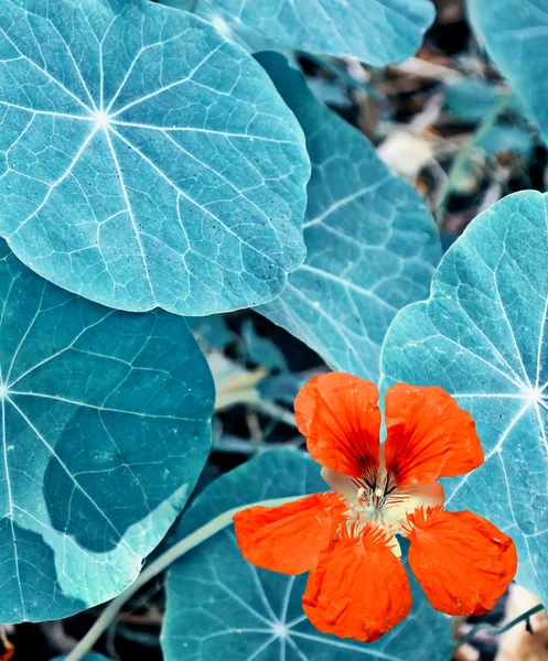 Kolorowe jasne kwiaty nasturcja na Candida lato tło — Zdjęcie stockowe