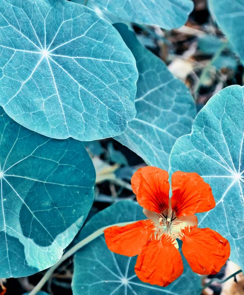 Kleurrijke heldere nasturtium bloemen op een achtergrond zomer landsc — Stockfoto