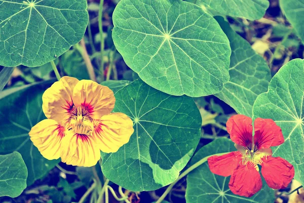 Colorful bright nasturtium flowers on a background summer landsc — Stock Photo, Image