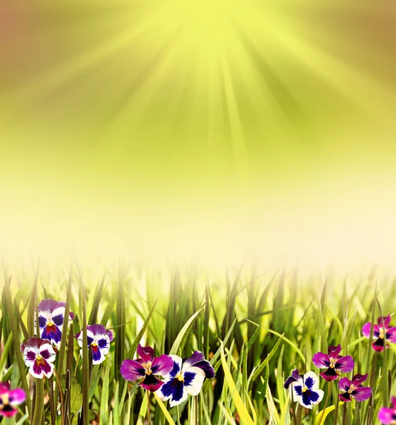 Barevné světlé květy macešky na pozadí letní krajina — Stock fotografie