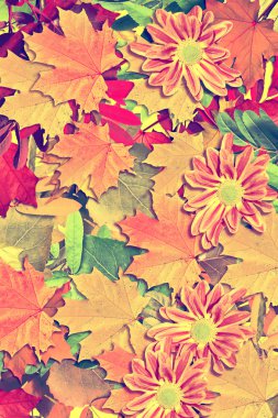 Sonbahar yapraklarının soyut arkaplanı 