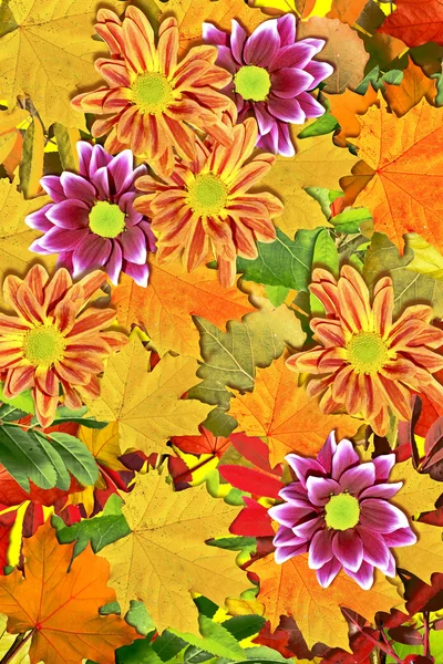 Az őszi levelek elvont háttere — Stock Fotó