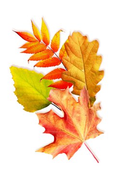 sonbahar yaprakları beyaz arkaplanda izole. 