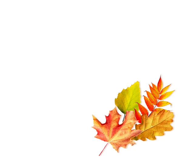 Autumn leaves isolated on white background. — Stock Photo, Image