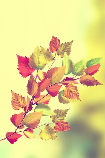 Herbstlandschaft. schöne Blätter. Bunte Bäume — Stockfoto