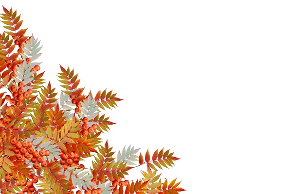 Buntes Herbstlaub isoliert auf weißem Hintergrund. Indische Summe — Stockfoto