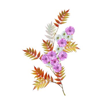 Whit üzerinde izole sonbahar güzel renkli sabah zafer çiçek