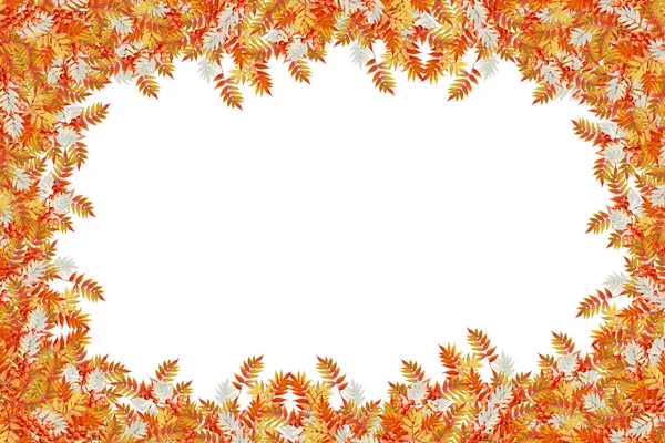カラフルな紅葉が白い背景に分離されました。インドの合計 — ストック写真
