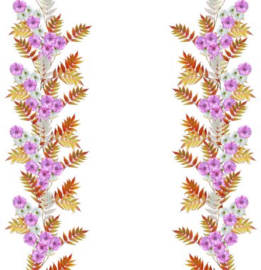 Whit üzerinde izole sonbahar güzel renkli sabah zafer çiçek