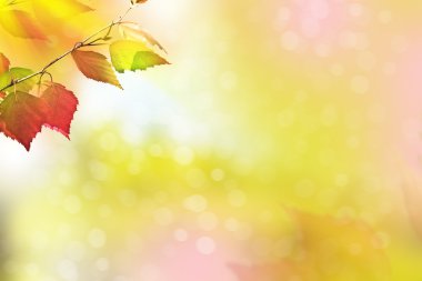 sonbahar manzara parlak renkli yeşillik ile. Pastırma yazı.