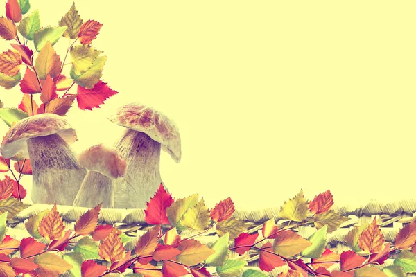 Herbstblätter isoliert auf gelbem Hintergrund. — Stockfoto
