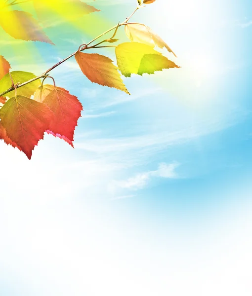 Sonbahar manzara parlak renkli yeşillik ile. Pastırma yazı. — Stok fotoğraf