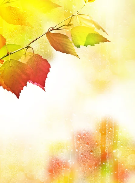 Paisaje de otoño con follaje de colores brillantes. Verano indio . —  Fotos de Stock
