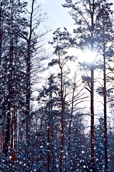 霜の中の森。冬の風景。雪に覆われた木. — ストック写真