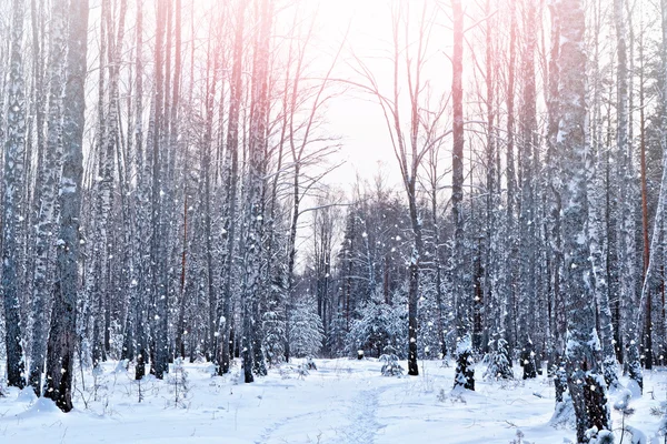 Forêt dans le gel. Paysage hivernal. Arbres couverts de neige. — Photo