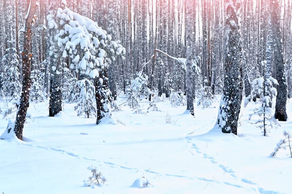 霜の中の森。冬の風景。雪に覆われた木. — ストック写真